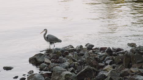 A-Single-Blue-Heron-Spotted-Looking-For-Food-Near-The-Rocky-Shore-Of-Serene-River