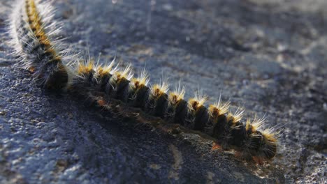Close-up-of-two-caterpillars-crawling-one-behind-the-other-on-pitted-cement-pavement