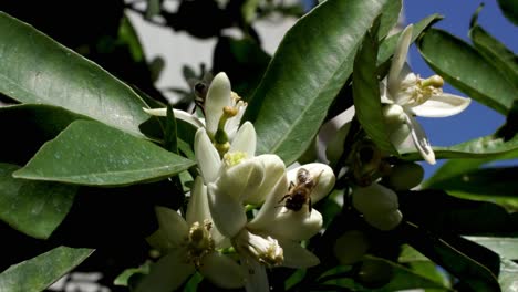 Abejas-Recolectando-Néctar-De-Flores-Naranjas-En-Un-Soleado-Día-De-Primavera-Rodeado-De-Hojas-Verdes-Esparcidas-Por-Pesticidas-Peligrosos