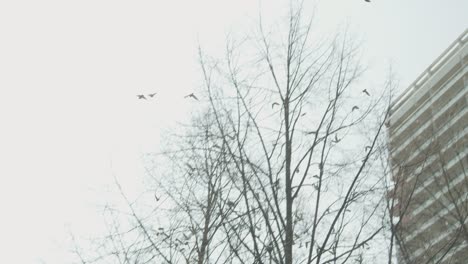 Vogelschwarm,-Der-Am-Hellen-Tag-In-Zeitlupe-Am-Himmel-Herumfliegt