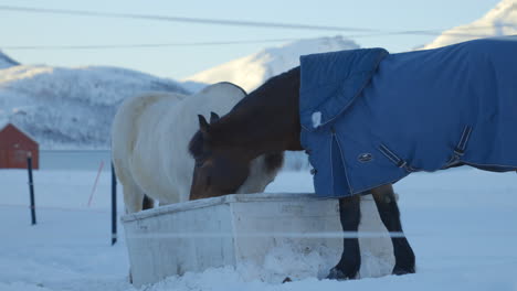 A-Horse-Wearing-a-Coat-as-He-is-Feeding-in-a-Winter-Environment