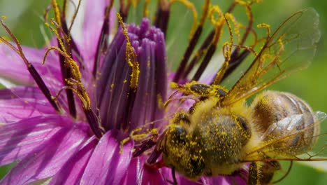 Makro-Draufsicht-Auf-Pollenbedeckte-Honigbienen,-Die-Lila-Blüten-Arbeiten-Und-Bestäuben