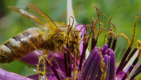 Extreme-close-up-profile-view-of-pollen-covered-honey-bee-working-and-pollinating-purple-flower-and-fly-away