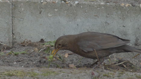 Common-blackbird-eating-piece-of-plant-in-backyard