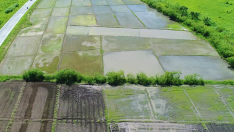 Aerial-Approach-Shot-Of-A-Rice-Farm-Beside-A-Small-Provincial-Road