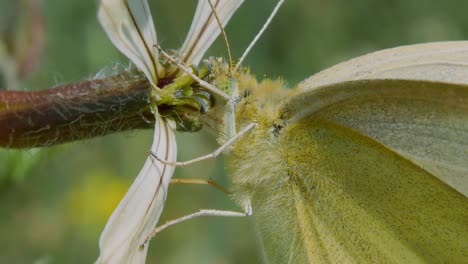 Extreme-close-up-of-yellow-moth-drinks-pollen-and-nectar-from-white-flower-and-flies-away,-slow-motion