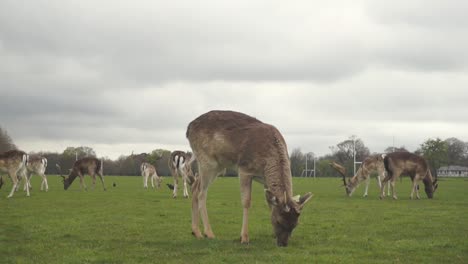 Deer-and-its-flock-eating-grass-at-Phoenix-Park,-Dublin,-Ireland