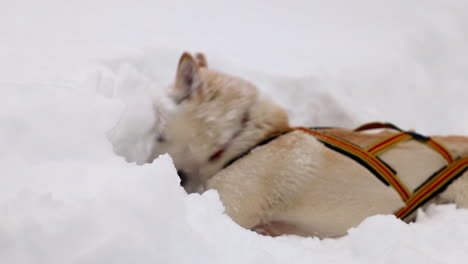 Un-Perro-De-Trineo-En-Un-Arnés-Jugando-Alegremente-En-La-Nieve