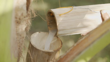 Gießen-Frisch-Geernteten-Rohen-Kokosnektarlikörs-In-Einen-Bambusbehälter