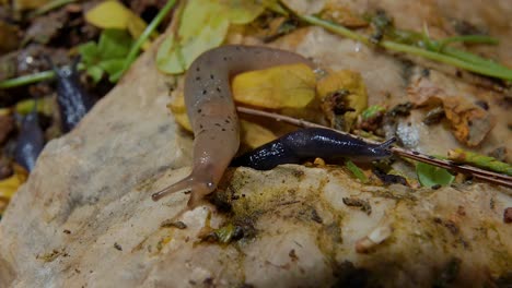 Close-up-of-garden-snail-crawling-over-tail-of-black-round-back-slug,-slow-motion