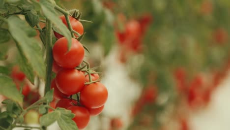 Cherry-tomatoes-on-the-vine