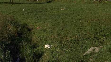 Wide-shot-of-dead-goat-bodies-lying-in-grass-after-wolf-attack