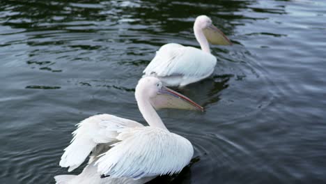 Detailansicht-Von-Zwei-Pelikanen,-Die-Auf-Dem-Ruhigen-See-In-Izu,-Japan-Schwimmen---Teleaufnahme