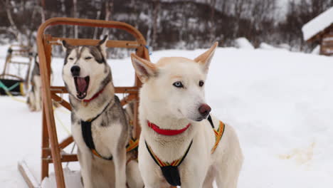 Two-Husky-Sled-Dogs-Sitting-Next-to-a-Dog-Sled-Getting-Ready-to-Run