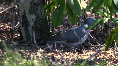 Wood-pigeon-on-the-edge-of-some-bushes-looking-for-food