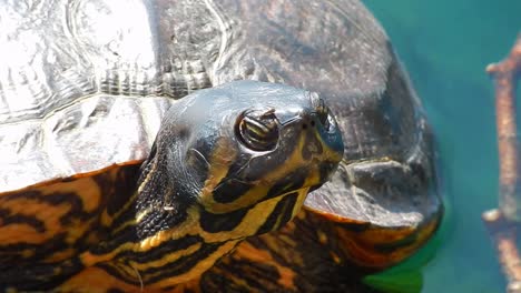 Wild-terrapin-turtle-resting-in-sunshine-sitting-on-lake-logs-close-up