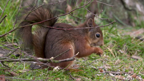 Red-squirrel-sitting-next-to-a-tree-feeding-on-some-nuts