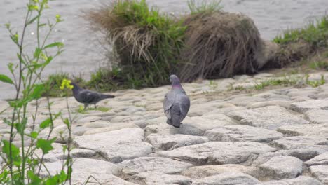 Spotted-A-Handicapped-Pigeon-With-One-Leg-Hopping-Around-The-River-Bank-In-Tokyo,-Japan
