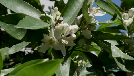 Bienen-Sammeln-Nektar-Auf-Orangenblüten,-Umgeben-Von-Grünen-Blättern-An-Einem-Warmen,-Sonnigen-Frühlingstag