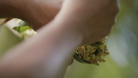 Close-Up-Shot-Of-Coconut-Flower-Being-Cut-To-Harvest-Coconut-Nectar