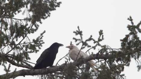 Un-Encantador-Par-De-Cuervos-Sentados-En-La-Rama-De-Un-árbol-En-La-Isla-De-Vancouver,-Canadá