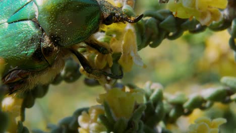 Extrem-Nah-Oben-über-Grünem,-Metallischem,-Mit-Flügeln-Bedecktem-Käfer,-Der-Blumen-Der-Pflanze-Frisst