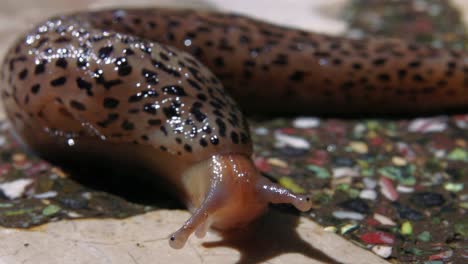 Stunning-extreme-close-up-portrait-of-slimy-leopard-slug-raising-its-head-and-face-up-from-ground