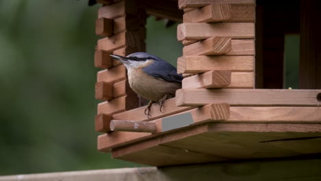 A-Nuthatch-on-a-bird-feeder-with-a-grain-in-his-beak