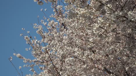 Cherry-blossom-branches-against-the-blue-sky