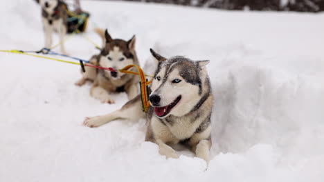 A-Sled-Dog-Team-Taking-a-Rest-While-out-on-a-Dog-Sledding-Adventure-in-Norway