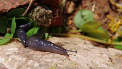 Close-up-of-two-black-slugs-creeping-together-in-line,-on-top-of-rock,-slow-motion