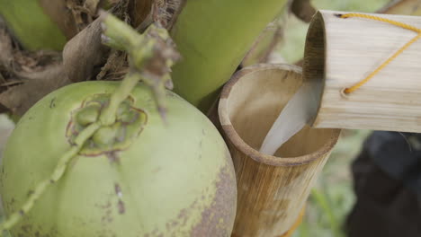 Top-Shot-Of-Pouring-Freshly-Harvested-Raw-Coconut-Nectar-To-Bamboo-Container