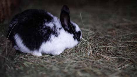 Adorable-little-black-and-white-bunny-with-short-pointy-ears-eating-straw