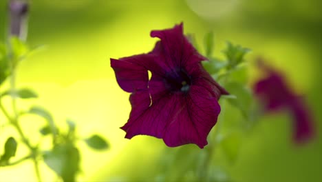 Closeup-Of-Petunia-Flower,-Plant-In-Urban-Backyard