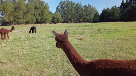 Slow-Motion-Close-Up-of-Alpacas-on-a-Farm-in-New-Zealand