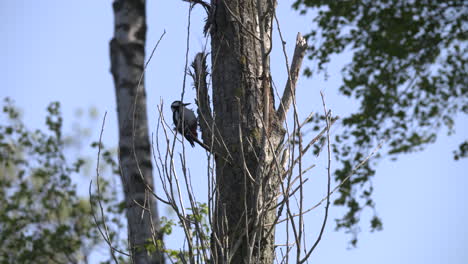 a-woodpecker-on-a-branch-of-a-tree-looks-in-its-nest