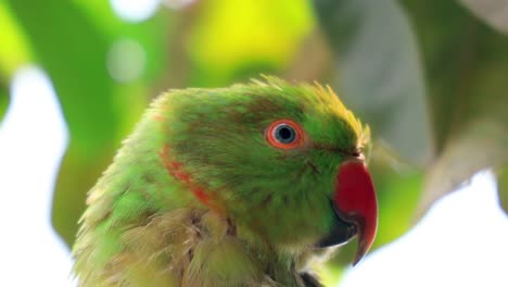 Rose-ringed-Parakeet,-Close-up