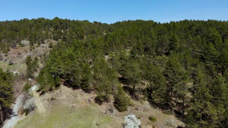 Bosque-De-Montaña-Con-Pinos-Verdes-Y-Camino-Serpenteante-En-Pendiente-Con-Prados-De-Hierba-Y-árboles-Con-Flores-Blancas-En-Flor