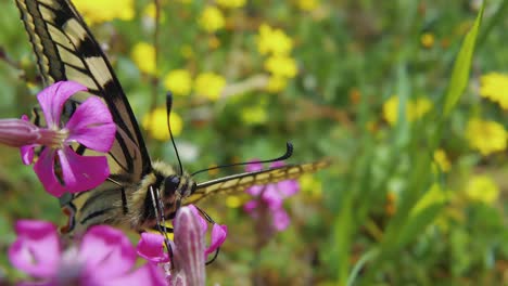 Hermosa-Mariposa-Negra-Y-Amarilla-Bebiendo-Polen-Y-Néctar-De-Flor-Morada,-Macro-Slomo