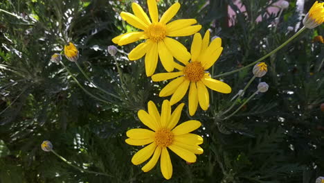 Grey-leaved-euryops-flower-blown-by-wind-under-sunlight,-handheld