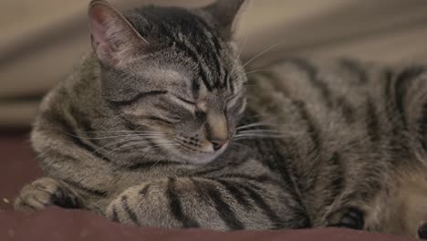 Schlafende-Hauskatze-Mit-Schwarzen-Streifen-Auf-Dem-Sofa