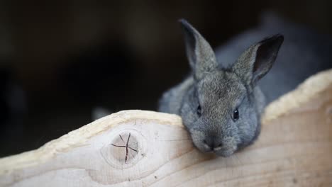 Cute-little-gray-baby-bunny-leaning-through-wooden-fence-and-sniffing-with-its-tiny-nose,-RACK-FOCUS