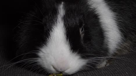 Dwarf-rabbit-gnaws-a-branch,-close-up