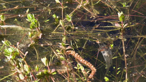 tadpoles-in-the-shallow-water-of-a-pool-in-the-swamp