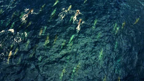 Große-Gruppe-Von-Spinner-Delfinen,-Die-Zusammen-Nahe-Der-Meeresoberfläche-Schwimmen---Luftaufnahme