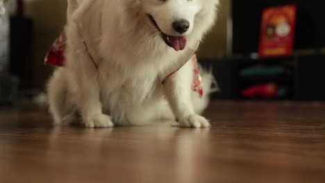 Nahaufnahme-Eines-Schönen-Weißen-Hundes,-Der-Auf-Dem-Boden-Liegt,-Seine-Ohren-Bewegt-Und-Auf-Die-Kamera-Zugeht