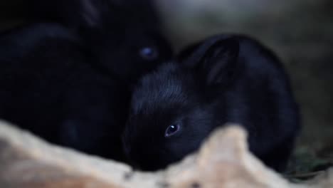 Adorable-black-baby-bunny-eating-straw-behind-wooden-fence-while-other-bunnies-keep-running-around-him