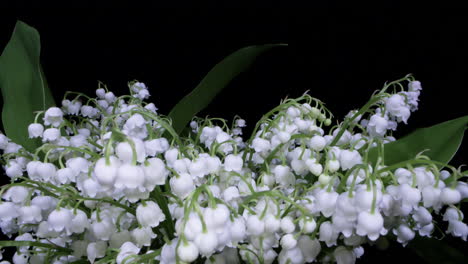 slider-shot-over-beautiful-lily-of-the-valley-flowers