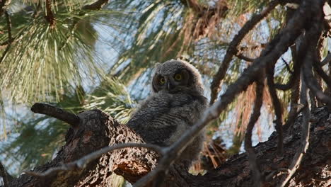 Great-horned-owlet-moves-its-head-and-seems-surprised-by-something