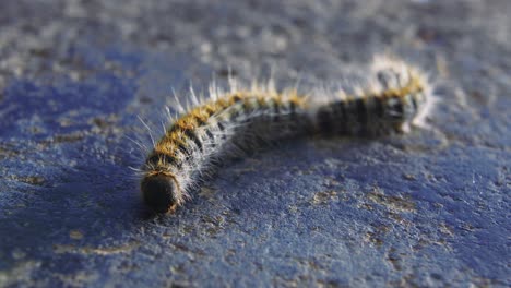 Close-up:-one-small-fuzzy-and-hairy-worm-crawling-on-dark-pitted-surface